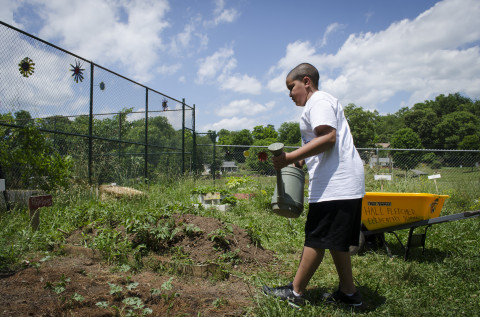 Hall Fletcher's learning garden is maintained by students like fourth-grader Anthony. (Carrie Eidson/Mountain Xpress)