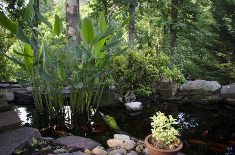 The pond and water garden at Wamboldtopia. Photo by Carrie Eidson.