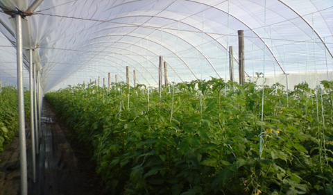 Crops growing under a high tunnel structure. Courtesy of New Sprout Farms