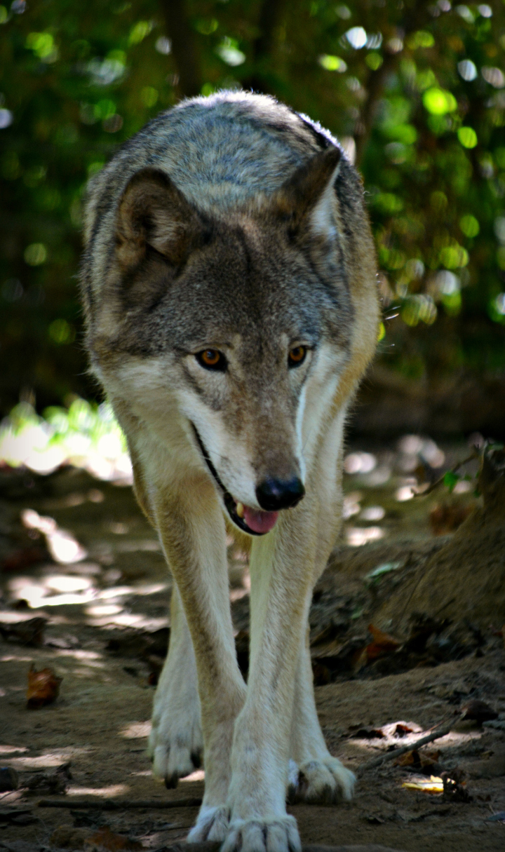 Red wolves were reintroduced to the Great Smoky Mountain National Park in the early 1990s, but the park proved too small, with too much development along its borders to sustain the population. Pictured is a wolf-dog from Full Moon Farms in Black Mountain. For more on FMF, read Xpress' story on animal advocacy. Photo courtesy of Full Moon Farm.