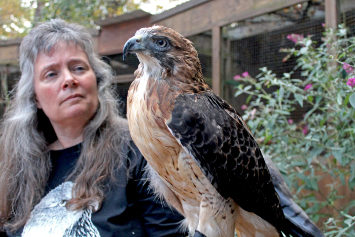 Susie Wright, one of the co-founders of Wild for Life, holds Willow the red-tailed hawk, who has lived at the facility since June 2002, after being hit by a vehicle and suffering brain injury.