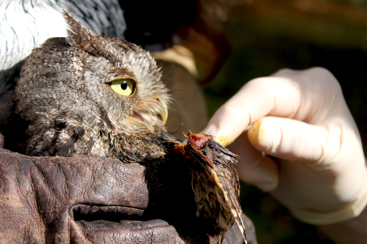 A wild screech owl at Wild for Life gets treated for its wounds. This owl will be released back into the wild after it undergoes treatment after also being struck by a car.