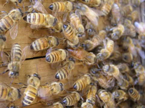 Basic Beekeepers School, or bee school, offers an opportunity for those interested in starting their own backyard beehives to understand the challenges and rewards associated with beekeeping.