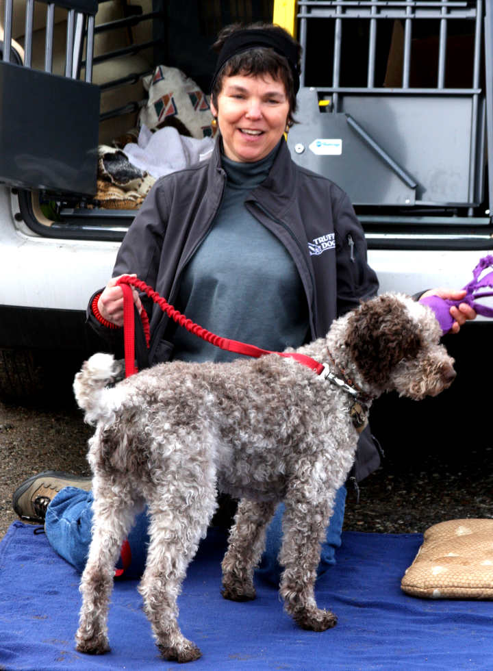 SNIFFING THEM OUT: Pigs have traditionally been used to sniff out truffles, but they have largely been replaced by dogs, which are less aggressive when they find the goods. Lois Martin of the Truffle Dog Co. and Monza, her Lagotto Romagnolo, demonstrated truffle-hunting tactics at the Mountain Research Statoin in Waynesville during the Asheville Truffle Experience. Photo by Susi Gott Séguret