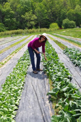 ROW BY ROW: Glenda Ploeger of Cane Creek Asparagus & Co. in the rows of greens at her farm in Fairview. Photo by Carla Seidl