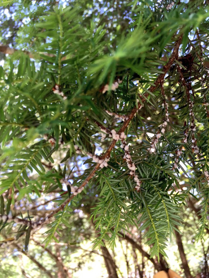 It's not just the parkway. Hemlock woolly adelgid infestations, seen here at a home in North Asheville, can be identified by the presence of white, cotton-like egg sacs. Photo by Hayley Benton