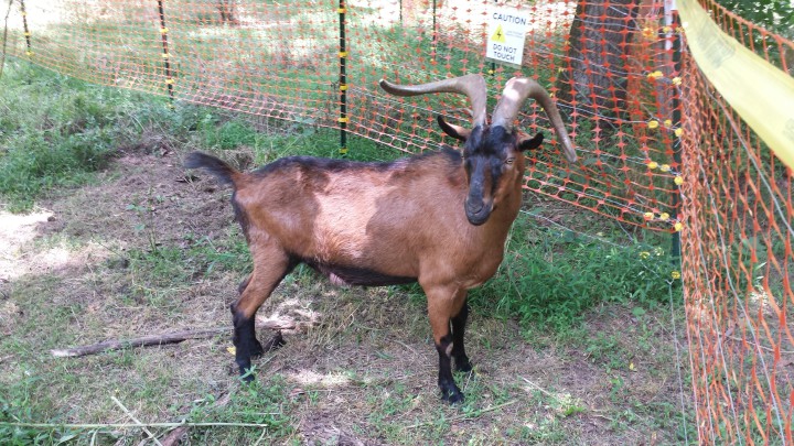 GOATS AT WORK: A typical mixed-breed goat employed by KD Ecological solutions to clear invasives weighs between 55-110 lbs. Photo courtesy of Doug Barlow.