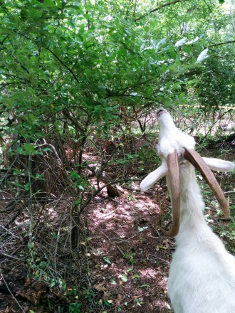 GOATS ON THE GREENWAY: City officials, the Friends of the Hominy Creek Greenway, and others had high hopes that the use of goats to combat invasive species. Photo courtesy of KD Ecological Solutions.