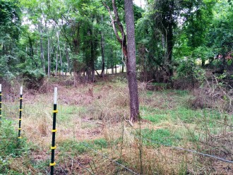 CLEAR SOLUTIONS: The same area of Hominy Creek Greenway after the goats had cleared invasive growth. Photo courtesy of KD Ecological Solutions.
