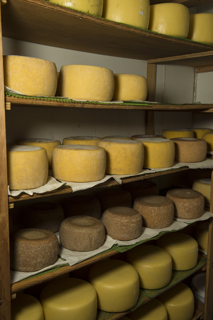 GROWING CULTURE: Yellow Branch Creamery, which started in 1986 with one cow named Rosebud, has responded to increased demand for locally produced cheese by expanding, The farm now produces about 7,000 pounds of cheese per year. "We didn't realize we were on the cusp of a movement. We were just making cheese," says co-owner Karen Mickler, laughing.