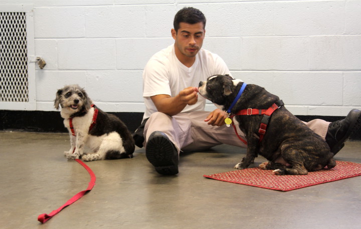 Craggy inmate and dog trainer, Eric Valdez, uses a dog training method dubbed postivie reinforcement with Sherman, right, and Louise, left. Photo by Sarah Adeline Harnden