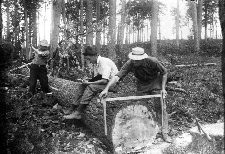 Three Biltmore Forest School students constructing volume tables as they measure logs felled in a forest. Photo courtesy of Forest History Society, Durham, NC. 
