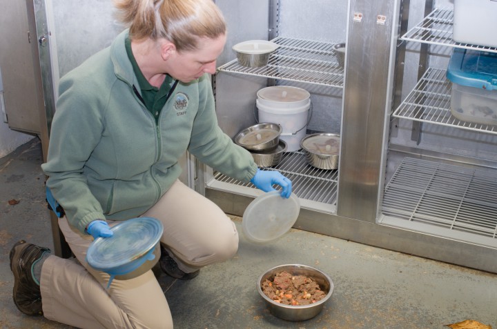 DISHING IT OUT: WNC Nature Center staff member Laura Pearson prepares a meal for one of the facility's resident animals. Pearson is in charge of portioning food for all the Nature Center's animals. Photo by Cindy Kunst