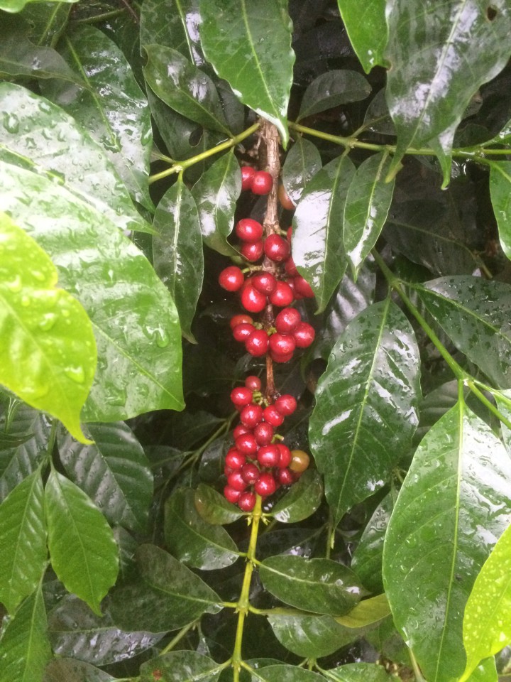 Coffee cherries at the Suke Quto Farm in Ethiopia. Photo courtesy of Vortex Doughnuts