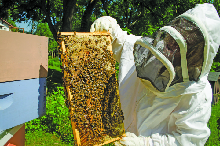 THE BUZZ AROUND TOWN: Chain retailers The Home Depot and Lowe's have begun paying out the sale of flowering plants containing pesticides called neonicotinoids, which have been linked to declining populations of bees and other pollinators. However, the president of the North Carolina State Beekeepers Association maintains that a pest called the varroa mite, not pesticides, is the greatest threat to bees. In this file photo, urban beekeeper, Sage Turner shows off some of the bees in her West Asheville backyard. Photo by Carrie Eidson