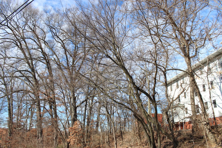 URBAN FOREST  Unaware of the controversy over their fate, 23 mature oaks stand on a knoll overlooking Coxe Avenue. Photo by Virginia Daffron