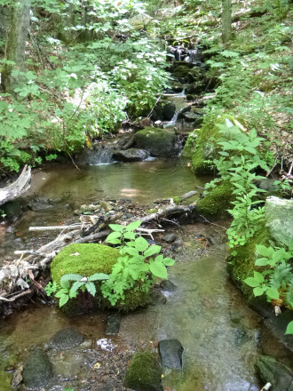 KEEPING CLEAN WATERS: The protected tract contains a headwater tributary of the Broad Branch, which feeds into sensitive Trout waters. Photo courtesy of SAHC.