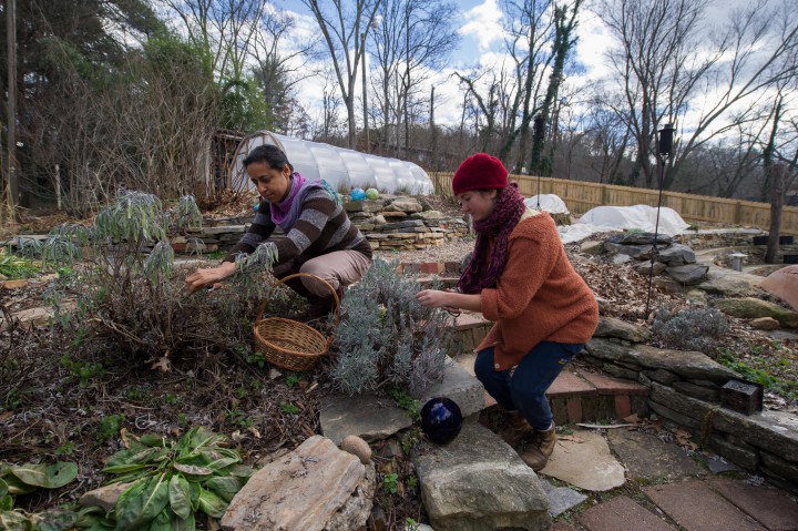 HARVEST HOME: Janell Kapoor, Ashevillage founding director, and Emily MacGibeny, work- trade intern, harvest winter herbs at Ashevillage. Photo by Pat Barcas