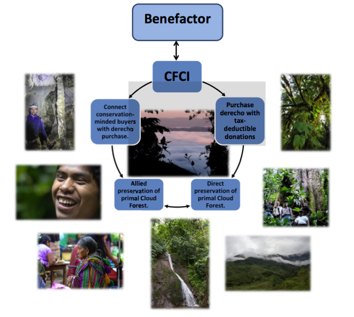 CIRCLE OF LIFE: By protecting the Cerro el Amay cloud forest, donors can connect with like-minded individuals and help support the economy of villages around the forest, further insuring against future incursions into the ecosystem. Image courtesy of CFCI.