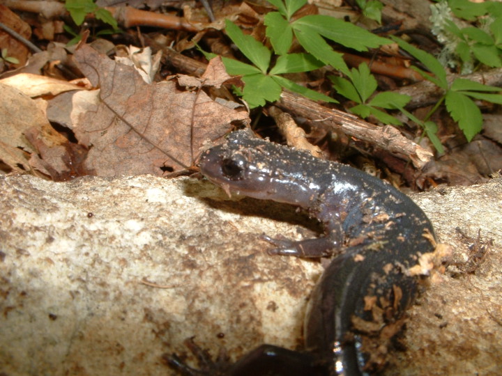 More than 20 species of salamander, including the gray-cheeked salamander, have been recorded on Grandfather Mountain. Guests can learn all about this prolific creature on Salamander Saturday, May 7.  Photo courtesy of the Grandfather Mountain Stewardship Foundation