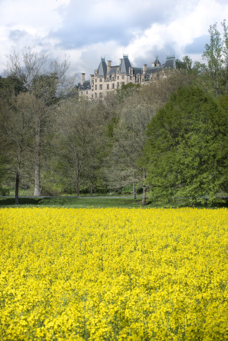 FLOWER POWER: Biltmore Estate plants 50 acres in canola, which is converted into biofuel that powers vehicles and equipment. Photo courtesy of Biltmore Co.