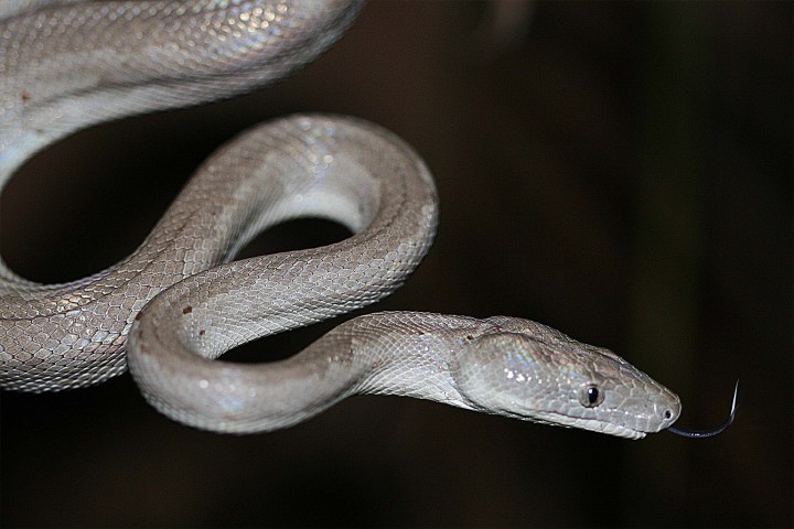 CREATURE FEATURE: Chilabothrus argentum, the new Silver Boa species discovered by a team of scientists led by Graham Reynolds, UNC Asheville assistant professor of biology. Photo courtesy of UNC Asheville