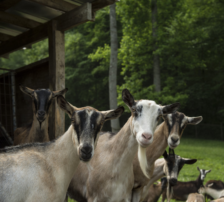 GIRLS OF SUMMER: The dairy goats at Round Mountain Creamery produce twice as much milk in the summer as they do in the winter, which makes summer a good time for Looking Glass Creamery owners Jennifer and 