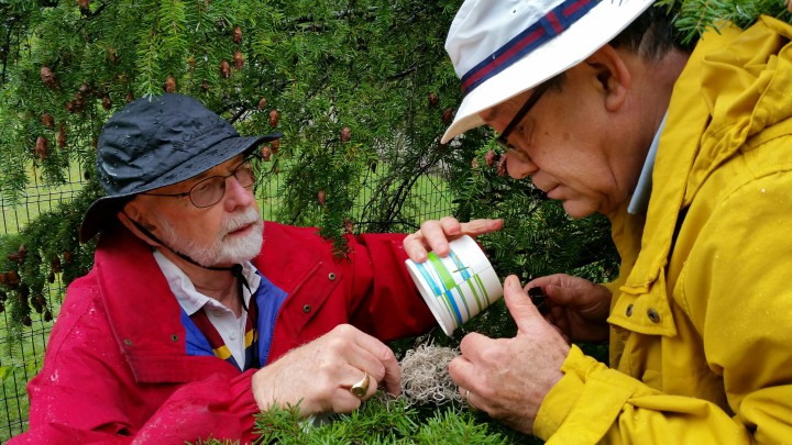 Montreat Landcare Members, John Johnson and Rusty Frank, release HWA-predator beetles for the Town of Montreat.