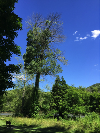 Ash tree currently under heavy EAB attack at the Murray Branch Recreation Area. Photo by Paul Merten, USFS.
