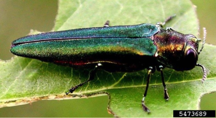 OUT OF BALANCE: With no natural predators in the U.S., the half-inch-long emerald ash borer is making short work of ash trees in American. forests. Photo by Leah Bauer, USDA Forest Service Northern Research Station