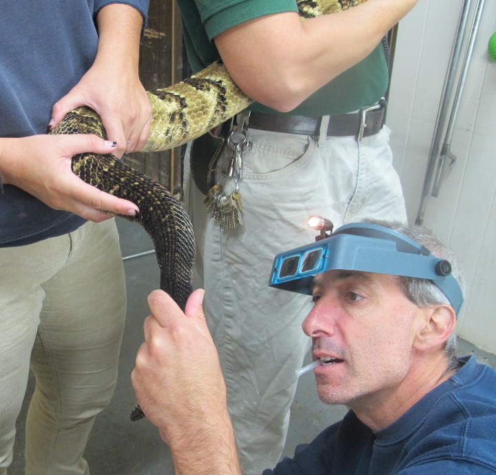 Veterinarian Ross Prezant examining a snake (kind?) at the WNC Nature Center