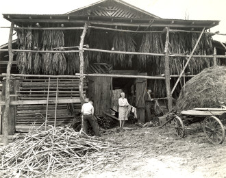 A 1930's era livestock barn adapted for air-drying burley tobacco. The introduction of burley and earlier flue-cured tobacco left an indelible mark on WNC and barn-building techniques in the Southern Highlands. Photo by James G.K. McClure, Jr. Collection, Southern Appalachian Archives, Mars Hill University.  