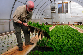 GREENS KING: Eli Herman, Biltmore's field-to-table manager, has been growing microgreens for the estate's restaurants for nearly two decades.