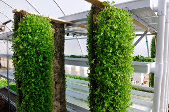 SNACK RACK: Biltmore's hydroponic rack system from Cropking helps them produce a dozen pounds of microgreens a week. Photo courtesy of The Biltmore Company/Chase Pickering