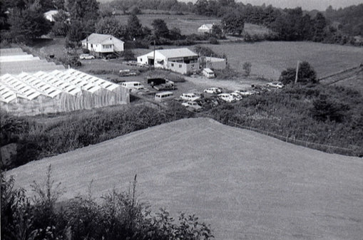 An original photo of the property Smith Mill Works now encompasses. The 30 acres were cultivated by Hyman Young senior in the 1940s who produced food for families during WWII and later turned it into an ornamental flower production facility. Image by former worker of the space Larry Black.