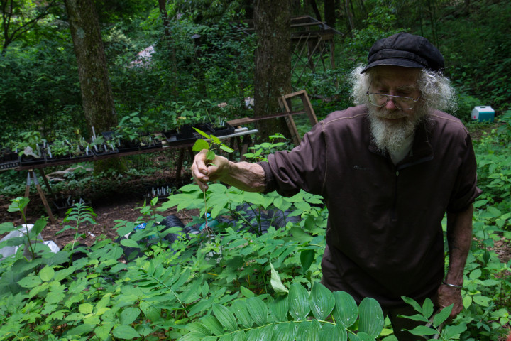 Foraging in his garden: Joe Hollis, owner of Mountain Gardens, in his garden. Photo by Lauren Lightbody.