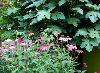 BOTANICAL TRANQUILITY:  This year's West Asheville Garden Stroll features the idea of sanctuary in all its many forms. Photo by Christopher Carrie