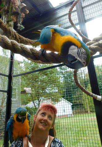 BIRDS OF A FEATHER: Heather Snipes, the Parrot Whisperer, fell in love with the birds as a young girl and translated her avian affinity into a career Photo by Liz Carey