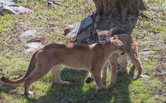 FUZZY FEELINGS: Logan and Trinity, a sibling duo of Western cougars, nuzzle each other in their new habitat. Grandfather Mountain adopted them in March 2016, after they’d been orphaned in the wilds of Idaho before they could learn to hunt. They were found on an Idaho man’s property that January, emaciated and searching for food. Upon rescuing them, Idaho Fish and Game contacted Grandfather’s habitat staff to see if the mountain could provide the cubs a home. Photo by Monty Combs courtesy of Grandfather Mountain Stewardship Foundation
