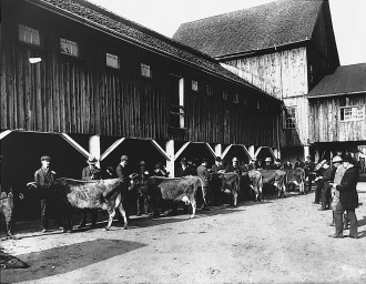 BACK TO ROOTS: A historical photo shows dairy operations at Biltmore, which is keeping its livestock tradition alive for a new generation. Photo courtesy of Biltmore 