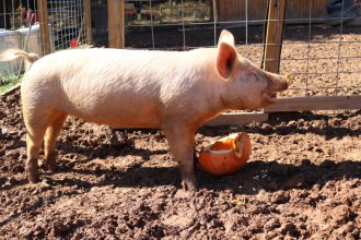 HAPPY AS A PIG: A denizen of the Brother Wolf Animal Sanctuary enjoys an afternoon pumpkin snack. Photo by Carolyn Morrisroe