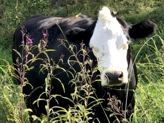 MOO-VING OPERATIONS: Brother Wolf intends to locate its adoption, medical and educational facilities at its Leicester property and plans to also provide a home for a selection of farmed animals. Photo courtesy of Brother Wolf