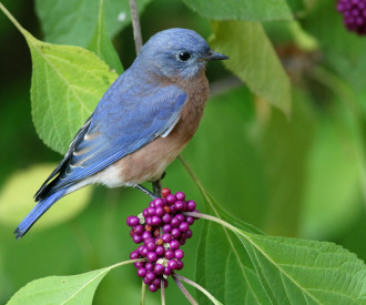 AVIAN OBSERVATION: Audubon's bird counts take stock of birds of all feathers, from rare to quite common. Photo of  eastern bluebird on American beautyberry by Will Stuart courtesy of the Audubon Society