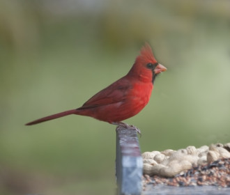 I SPY: The annual Christmas Bird Count tallies avian species across the Americas and gives a window into changing climate patterns. Photo of a male northern cardinal by Jeanne Tyrer courtesy of the Audubon Society
