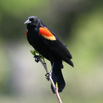 SINGING IN THE LIGHT OF DAY: Volunteers with the Audubon Society gather information on local birds to paint a larger picture of species' health and locations. Photo of a red-winged blackbird by Will Stuart courtesy of the Audubon Society
