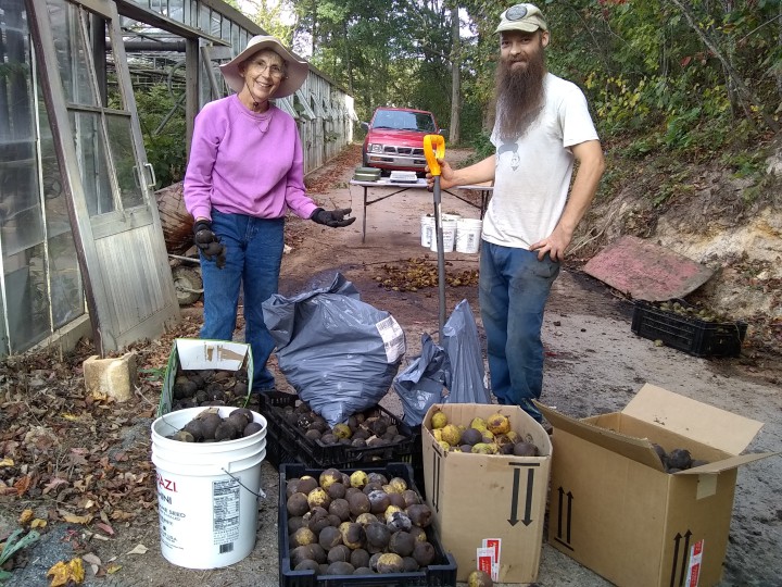 COMMUNITY HARVEST: Donna Kelly, left, drops off a load of black walnuts with Acornucopia Project volunteer Greg Mosser at the organization’s facility in West Asheville. Community members can bring wild, edible nuts they harvest from their property to the Nuttery to be processed  into oil, flour and other products. Photo by Justin Holt