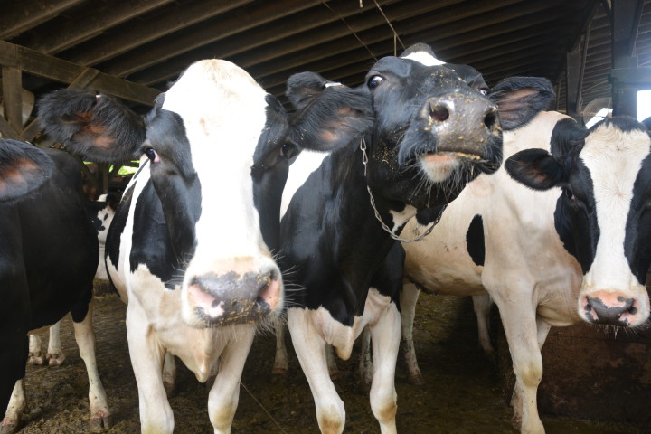 Ramsey's Holstein cows.
