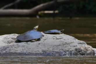 Turtles on a rock