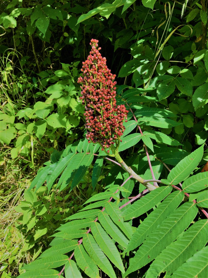 LOCAL SPICE: Tangy sumac berries, like these found recently in Madison County, are plentiful in Western North Carolina August through December. Photo by Cathy Cleary