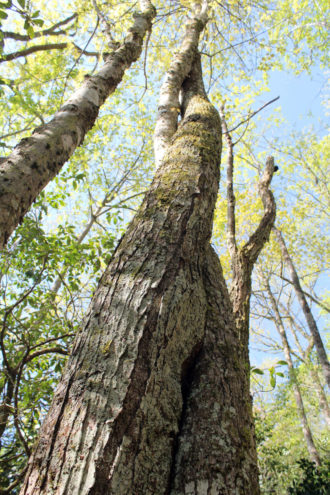 Two old trees in the Nantahala National Forest